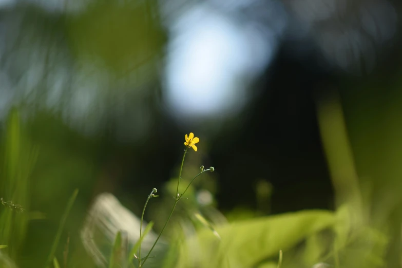 some very pretty looking yellow flower with grass in the foreground