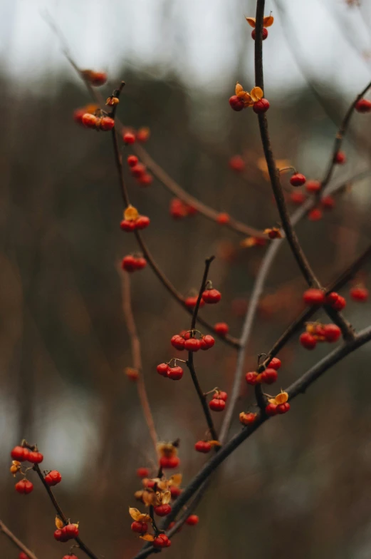 berries are growing on the nches of a tree