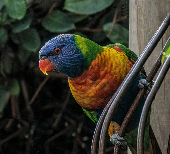 colorful parrot on a metal wire and a building