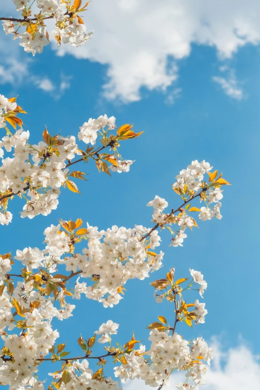 white and yellow flowers under blue sky and clouds