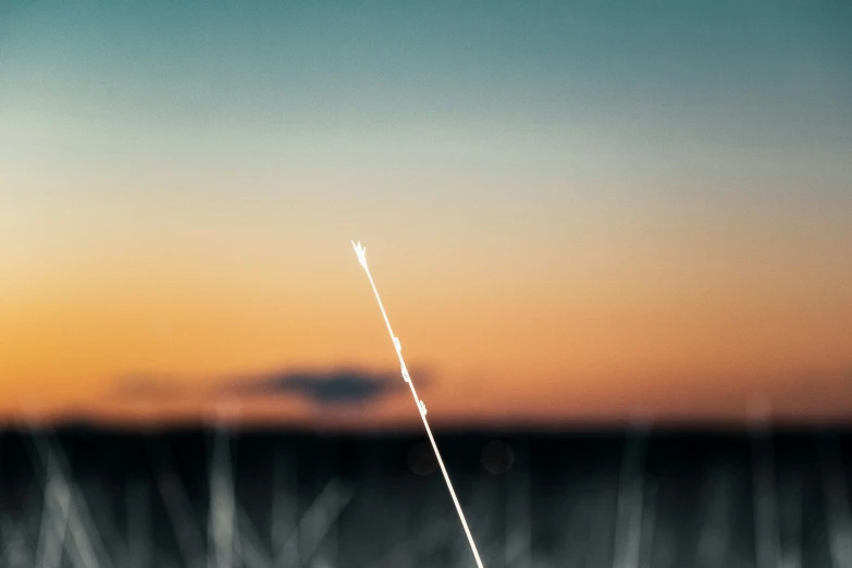 a lone stick sticking out of the grass