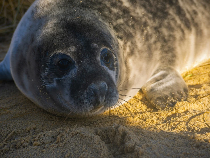 the gray seal lies on the beach near the shadow of its head