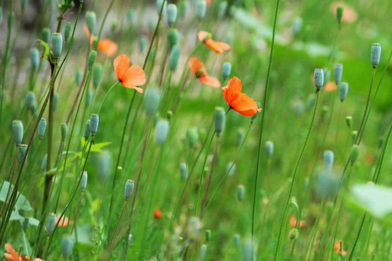 orange poppies in green grass and weeds