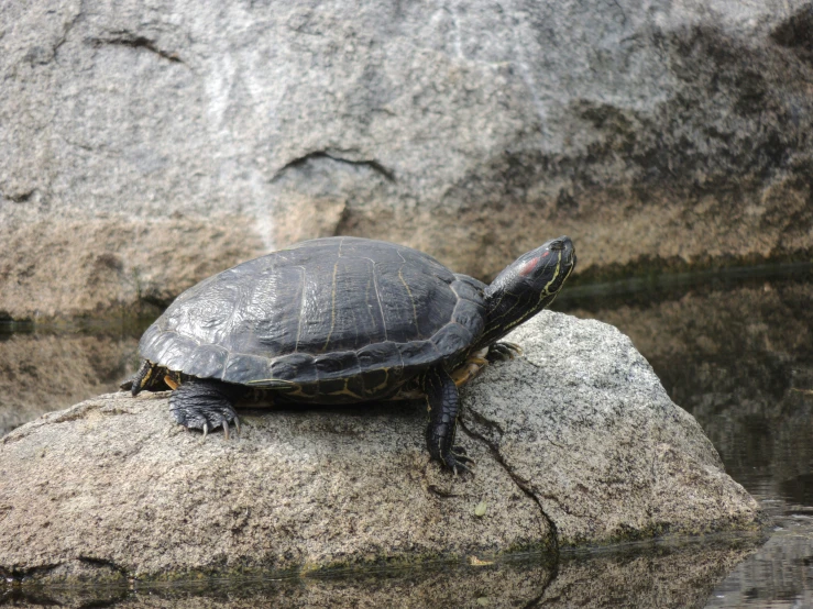 a tortoise rests on a rock by the water