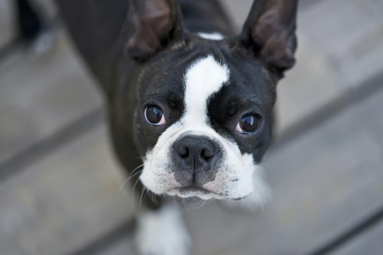 a black and white dog sitting on top of a wooden deck