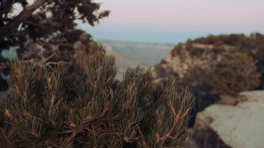 a lone bird on top of a tree in the wilderness