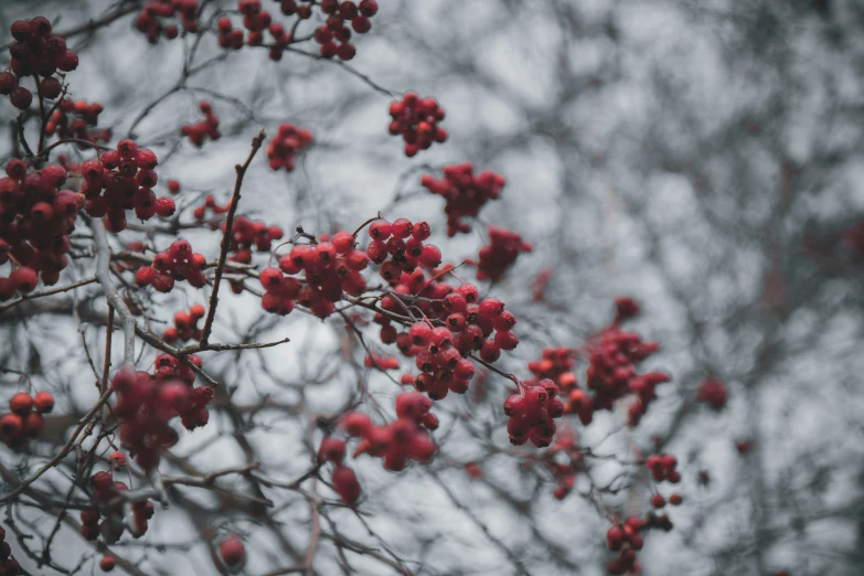 berry tree buds are hanging from the nches