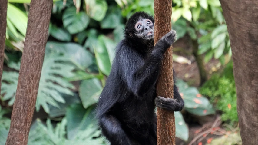 a black and white monkey leaning on a nch