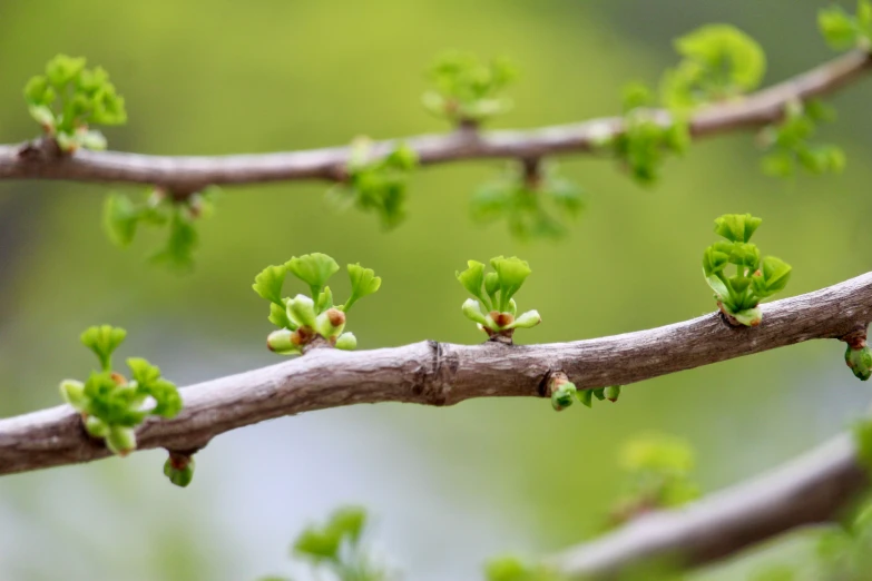 buds and small green flowers grow from the nches of a small tree