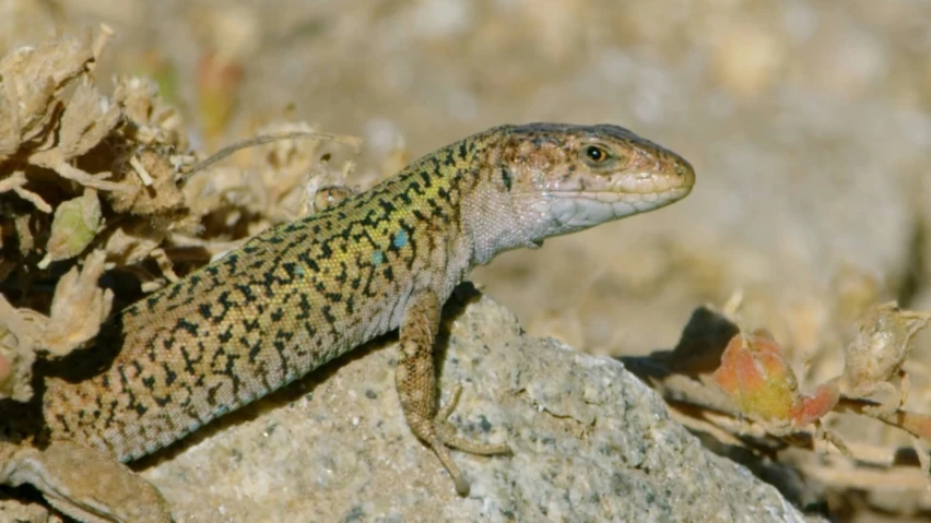 the lizard is sitting on a rock next to a leaf