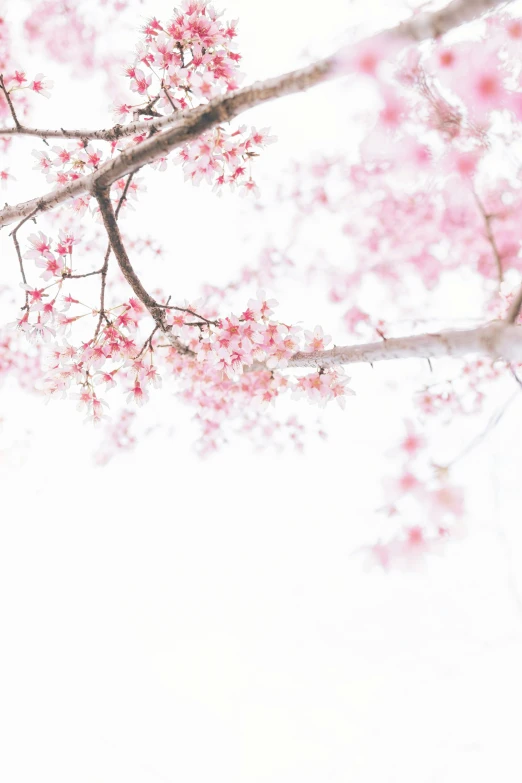 this is an image of pink flowers on a tree