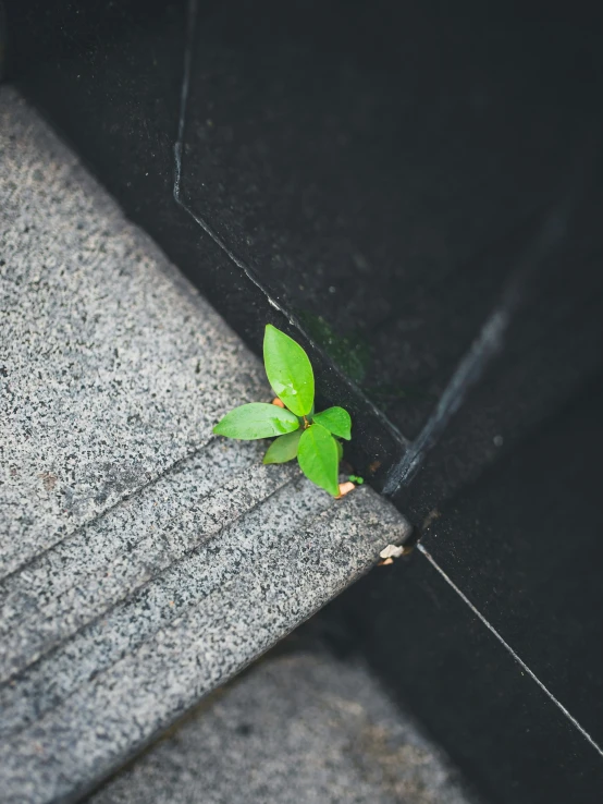 a small plant grows on top of a concrete bench