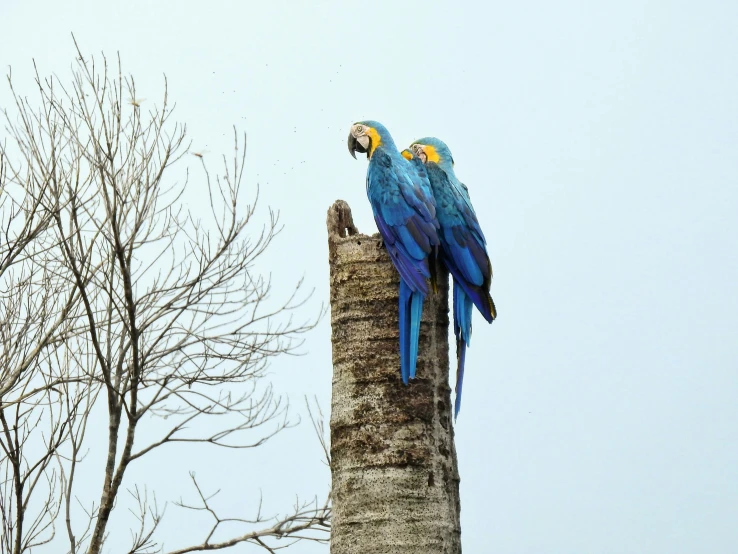 two parrots perched on top of a palm tree