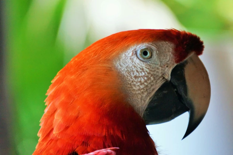 a close up of a bird with an orange head and black beak