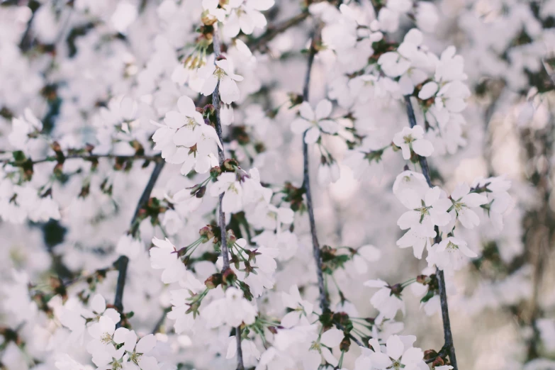 white blossoms on the nches of trees