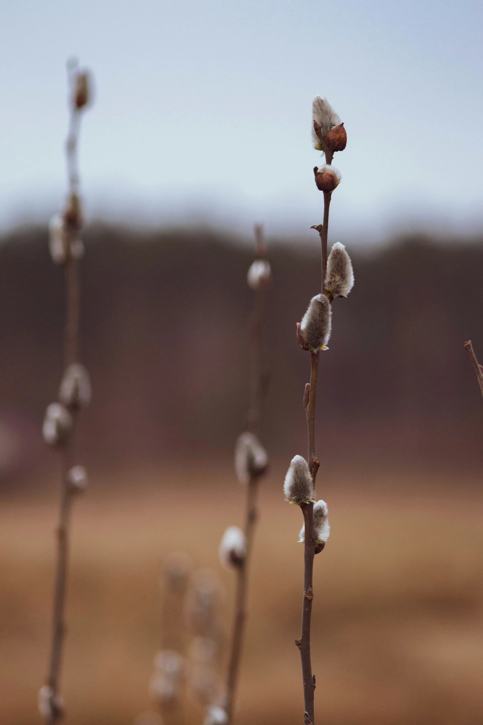 three bare trees with flowers and leaves in the background