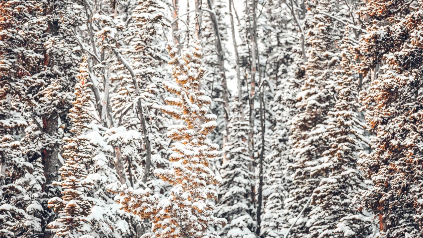 tall pine trees covered in snow with one standing and the other walking