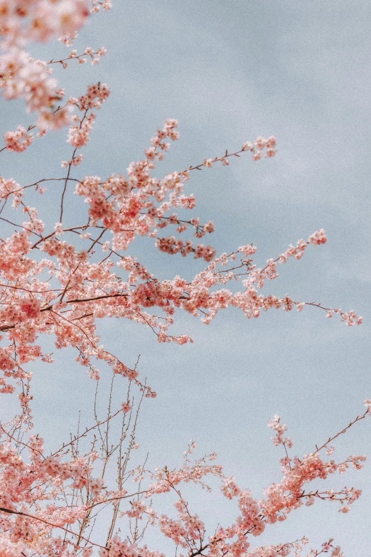 a view from below of a small pink tree