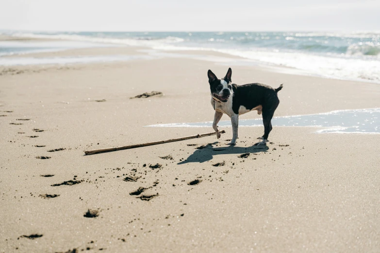 a black and white dog is on the beach