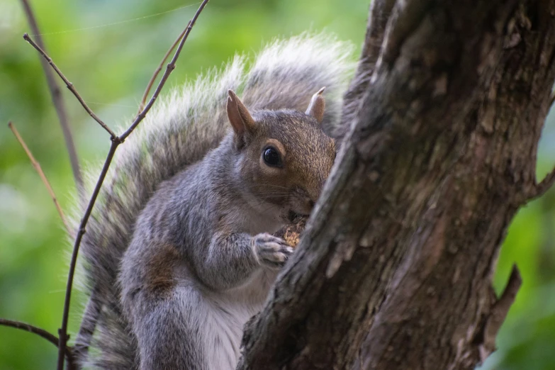a squirrel stands and looks from the bark of a tree