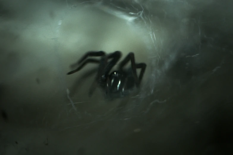 a large black spider sitting on top of a wet ground