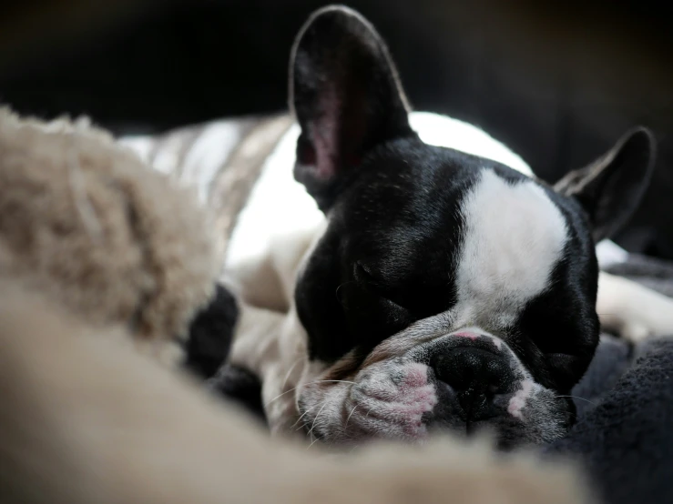 an image of a dog that is sleeping on the bed