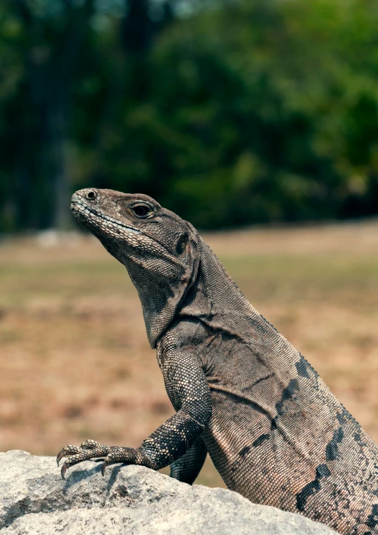 an animal with a lot of patterns on his body