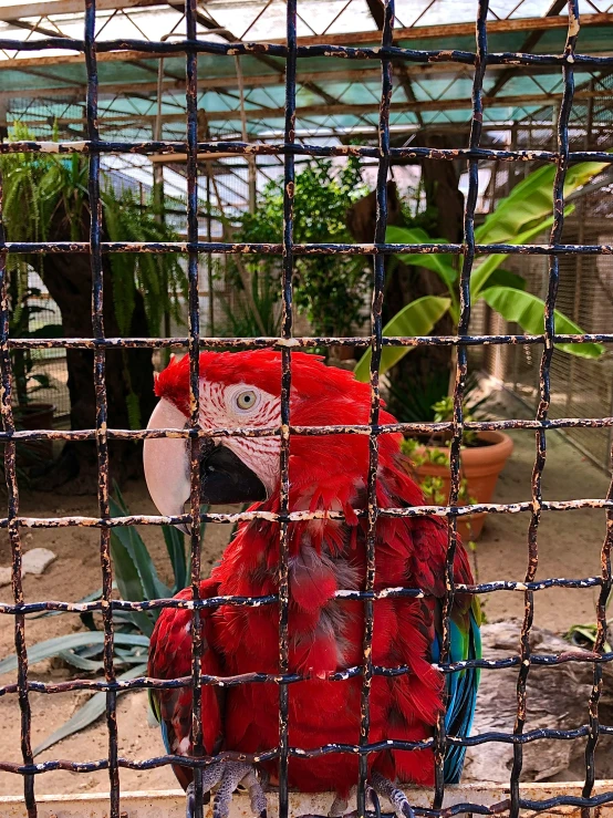 a bird with a large colorful body sitting on a ledge