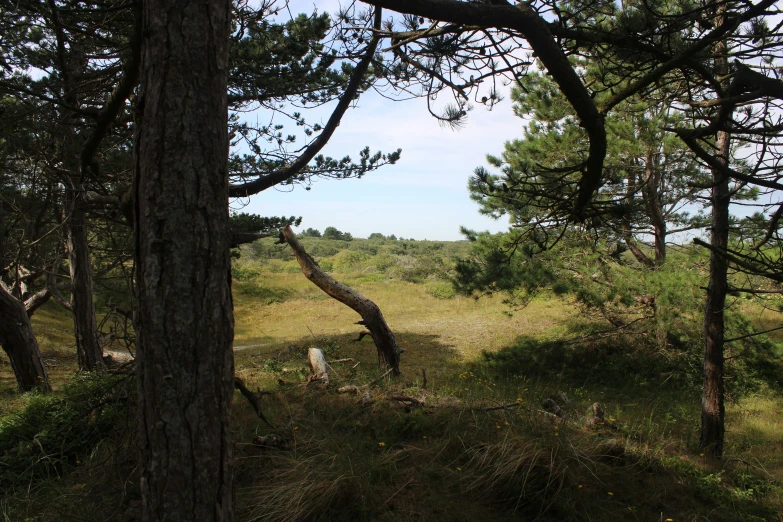 a tree line that looks like the trunk is broken