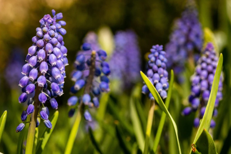 purple flowers with green stems on the ground