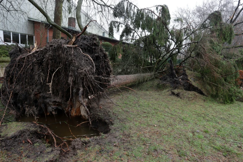 an uprooted tree laying in front of a building with nches on it