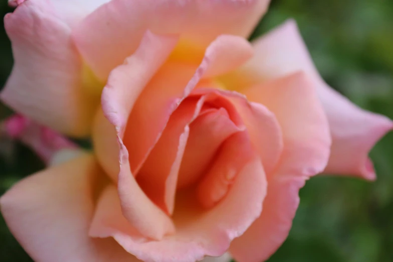 the large pale pink rose has a very long stem