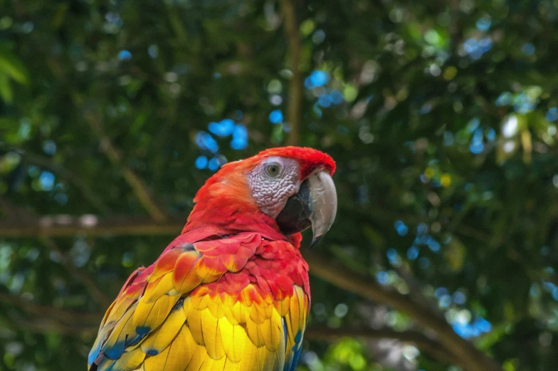 a multicolored parrot sitting on a nch next to a tree