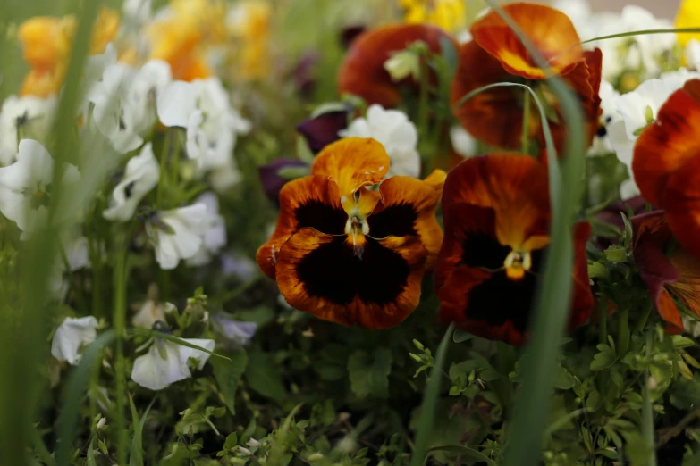 many different colored flowers sitting in a field