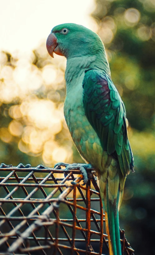 green bird sitting on the back of an animal cage