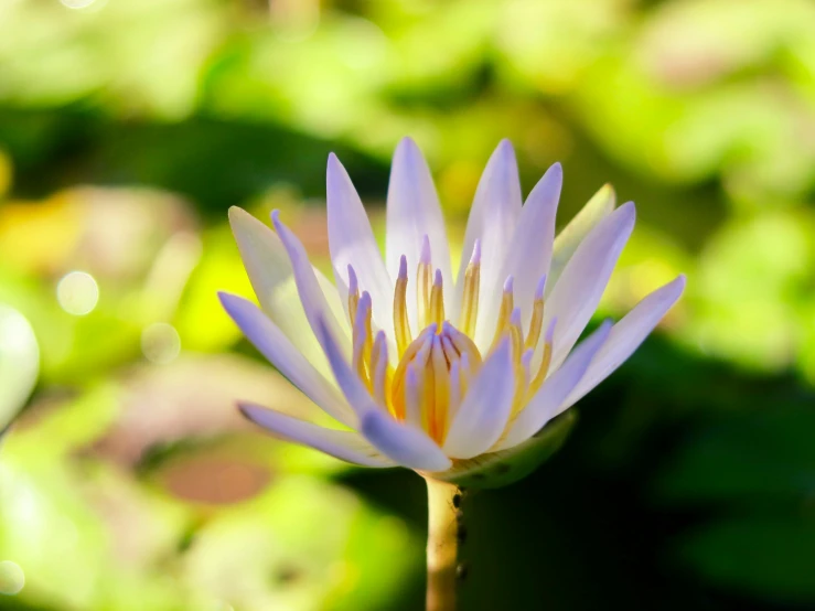 purple waterlily blossom with the green in the background