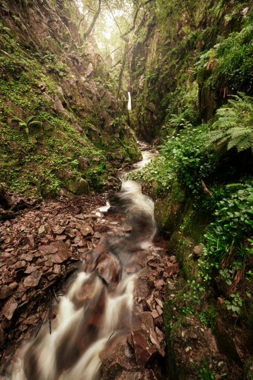 a stream flowing through a lush green canyon