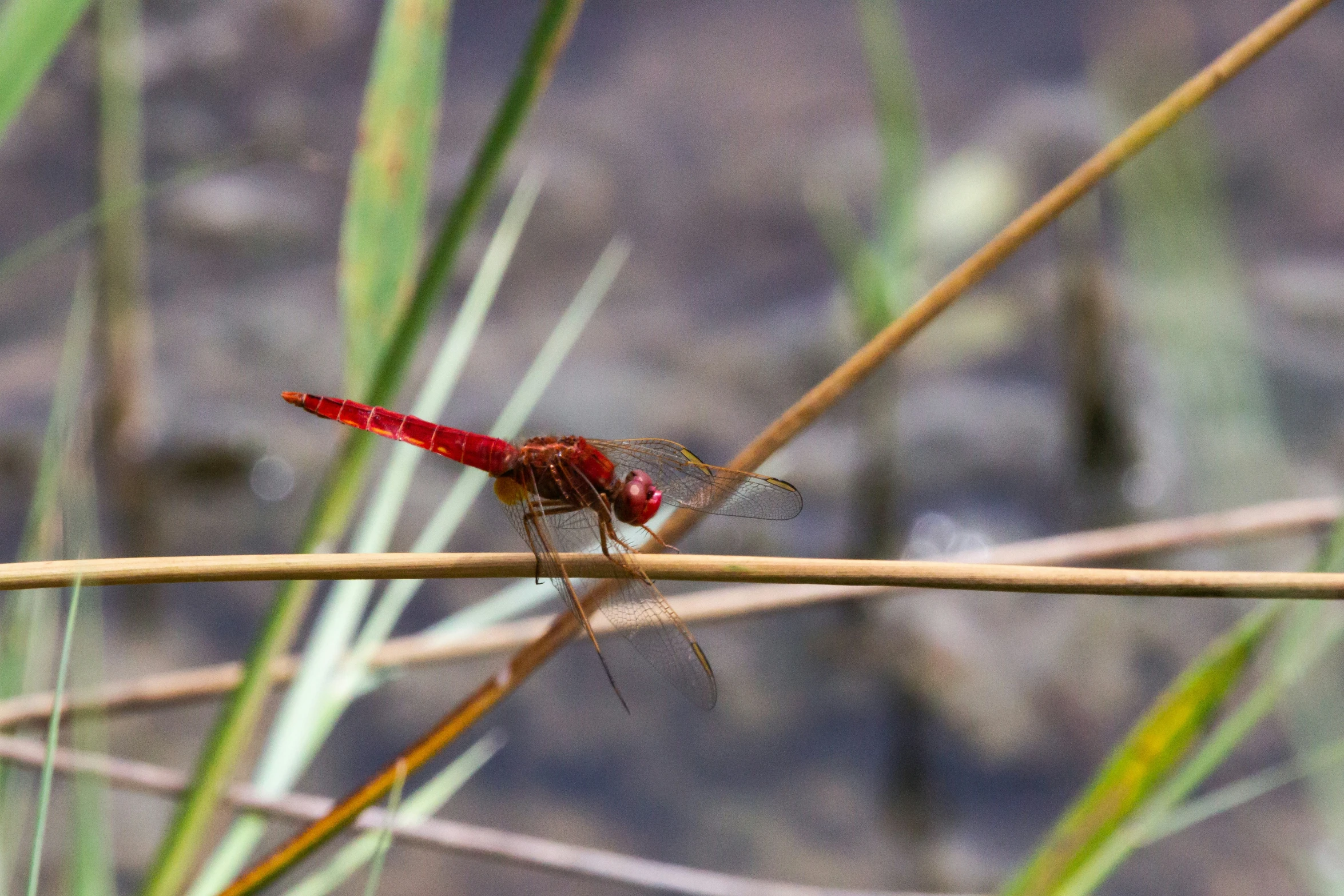 the red bug is resting on a long thin nch