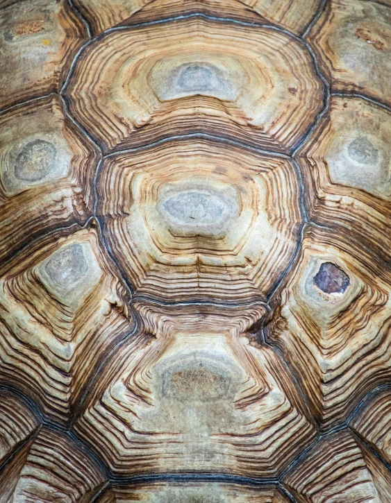 a close up view of the skin of a large tortoise shell