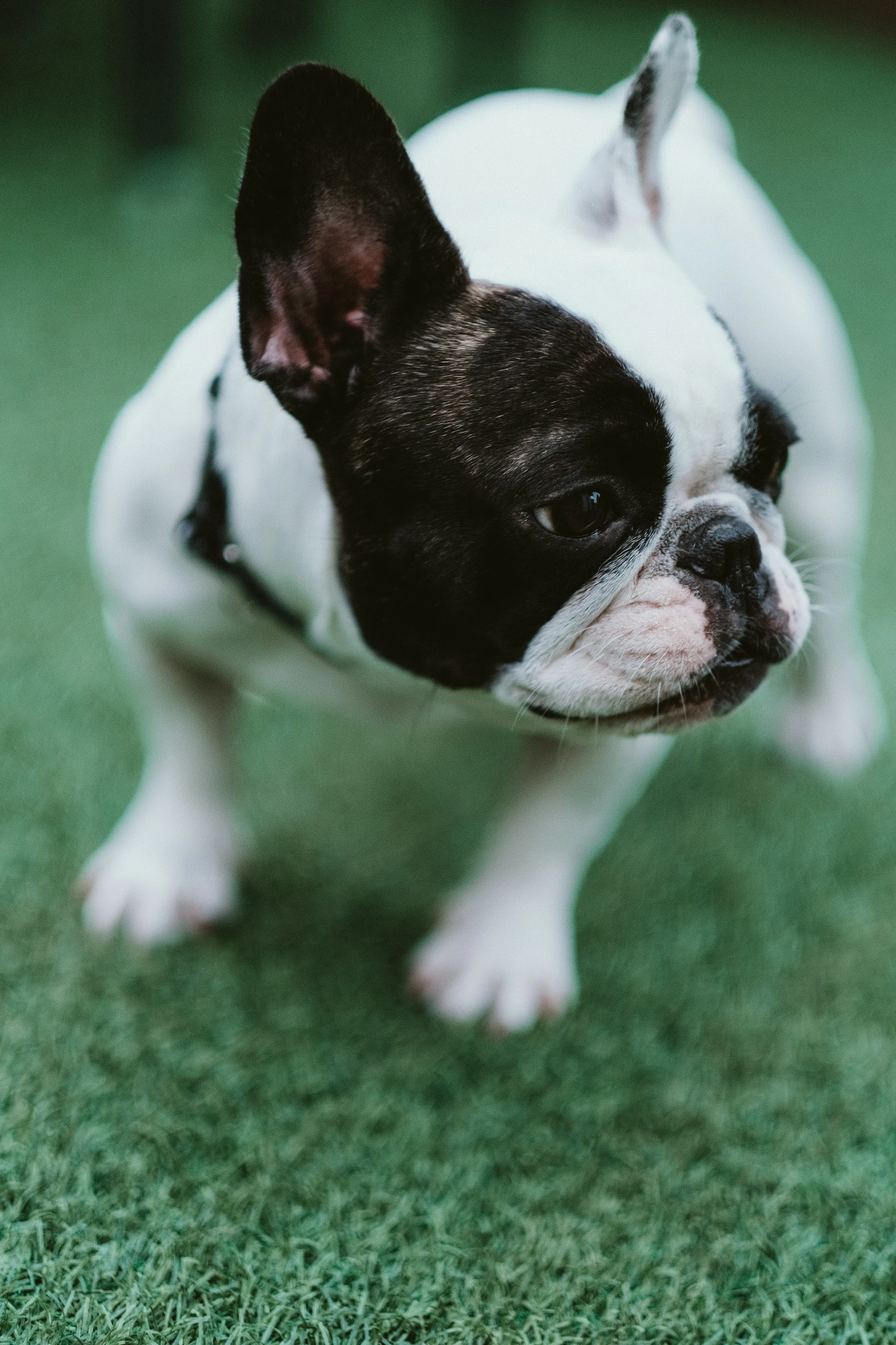 a small black and white dog looking up at soing