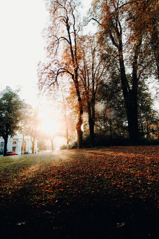 sun shining in the sky through some trees