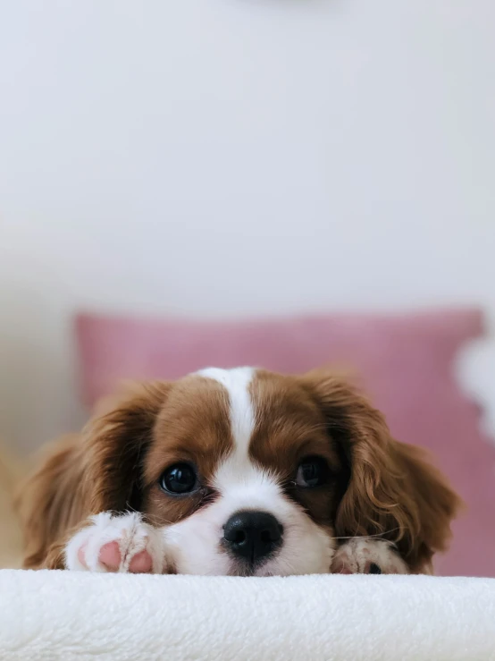 dog with big eyes laying on the bed