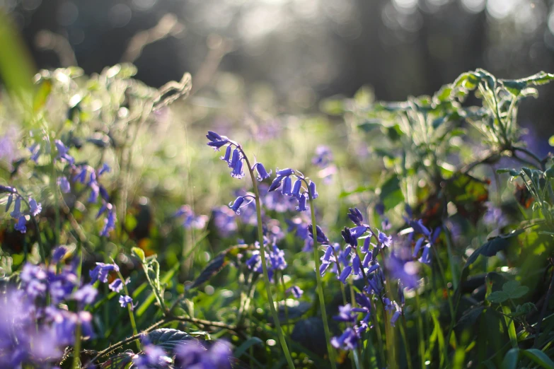 a field with lots of purple flowers and green leaves