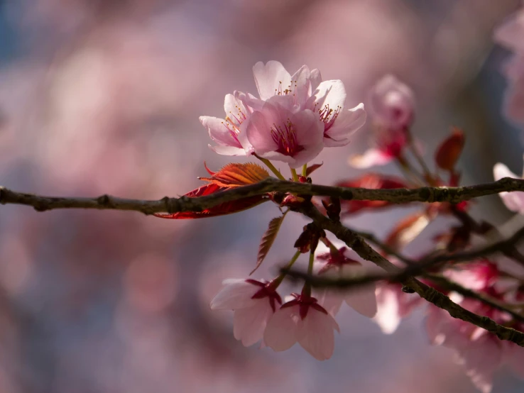 a blooming pink flower is on the stem of a tree