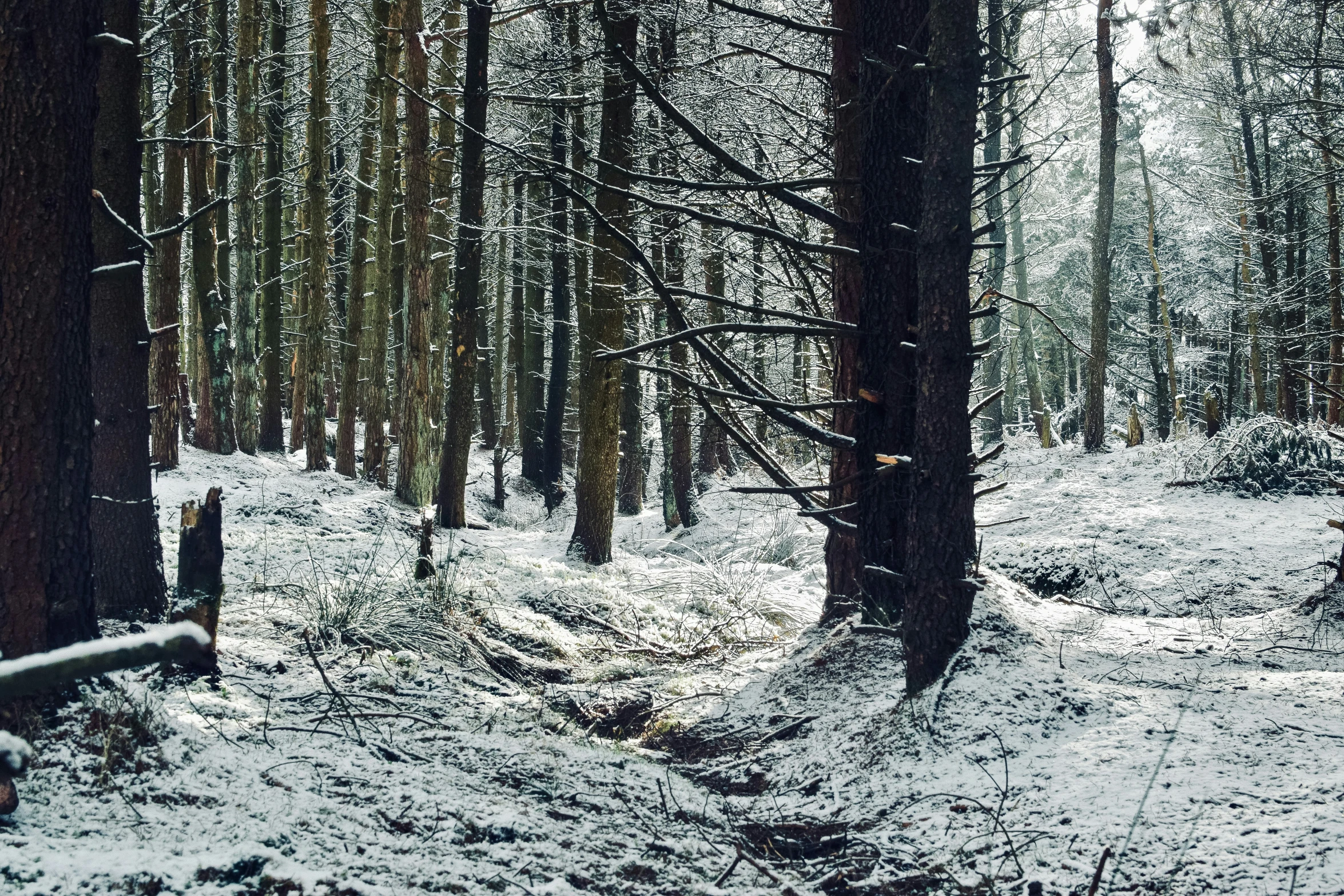 snow covered ground and trees in a forest