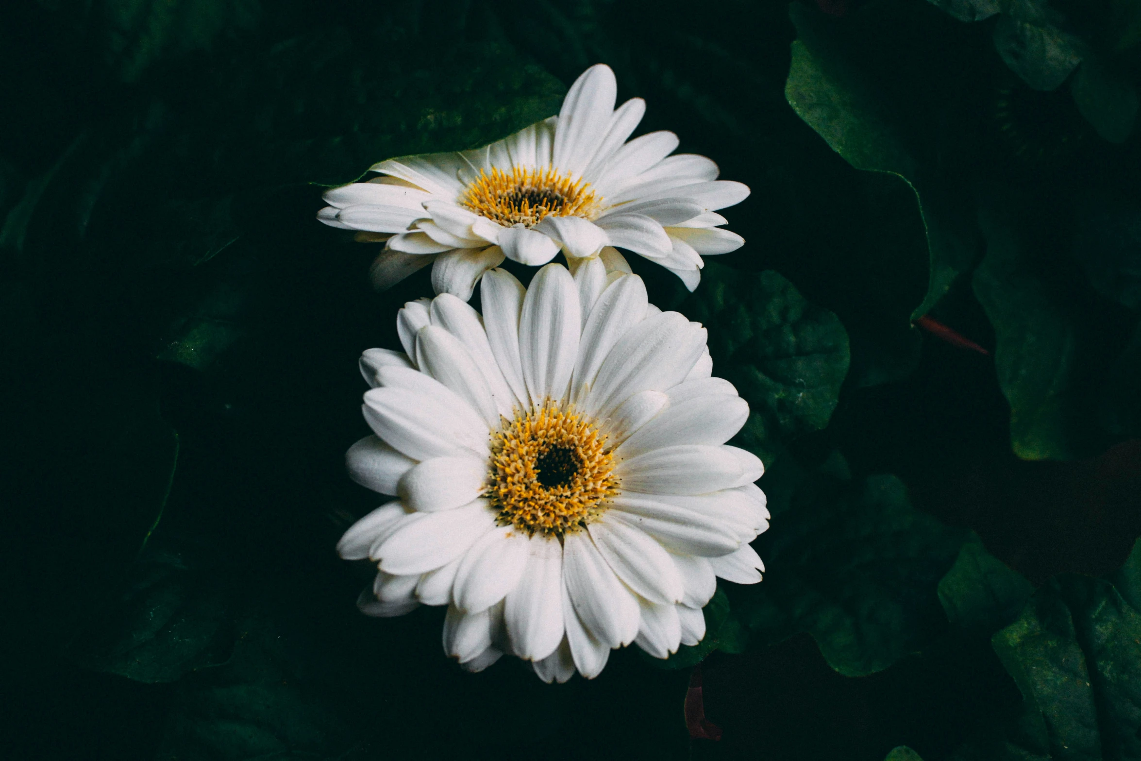 two flowers in the dark on a vine