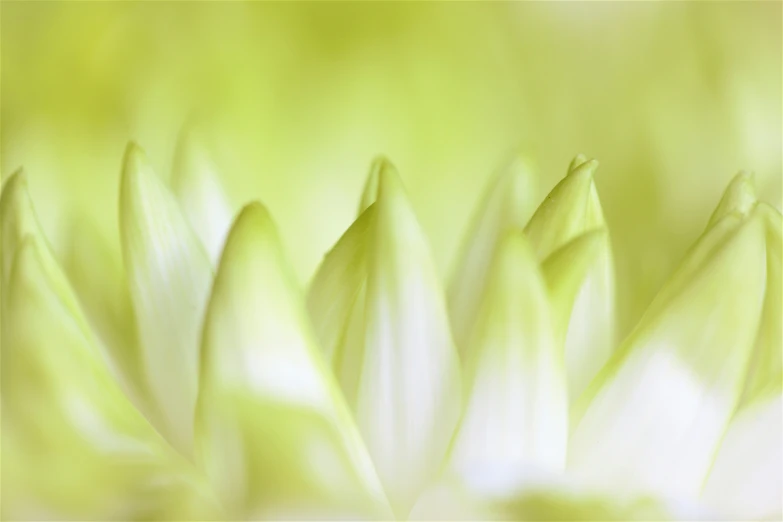 the large green flower with white petals is looking blurry