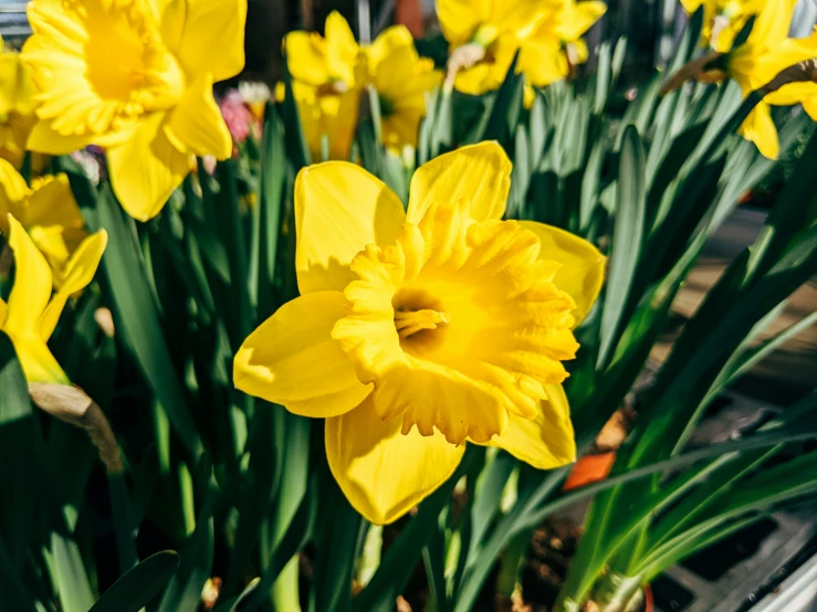 large group of yellow flowers near one another