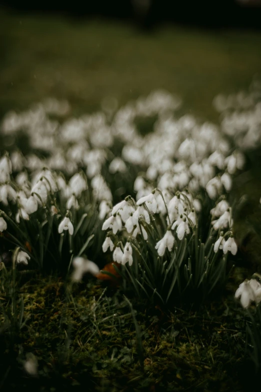 a field full of snowdrops and grass covered in snow