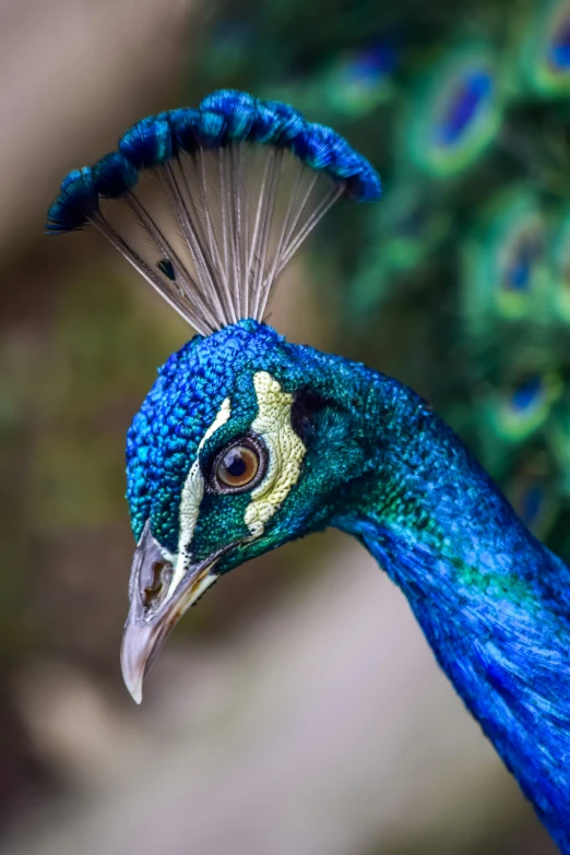 a beautiful blue peacock with a long tail and green leaves